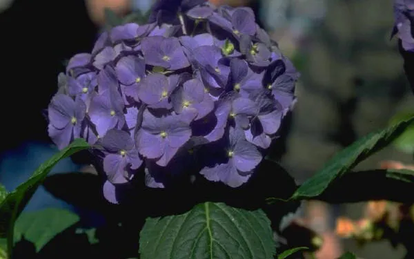beautiful purple hydrangea beautiful purple hydrangea