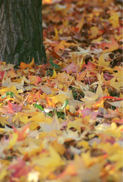 fall leaves