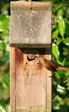 wren birdhouse